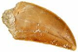 Serrated, Raptor Tooth - Real Dinosaur Tooth #269400-1